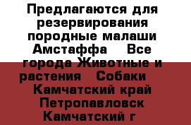 Предлагаются для резервирования породные малаши Амстаффа  - Все города Животные и растения » Собаки   . Камчатский край,Петропавловск-Камчатский г.